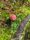 IMG-20241009-WA0020.jpg