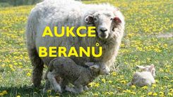 aukce_beranu_text.jpg